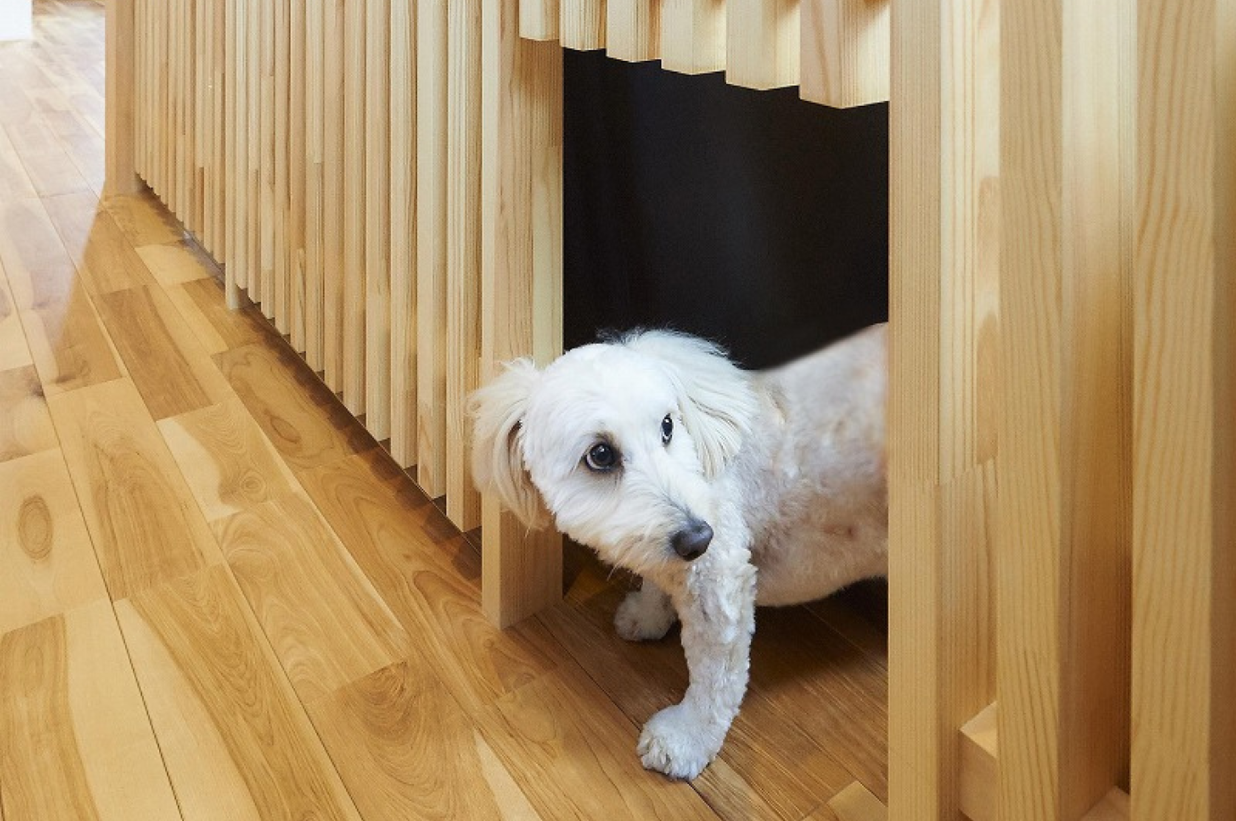 事例あり】犬と快適に暮らす家作りのポイントを徹底解説 | デザイナー 