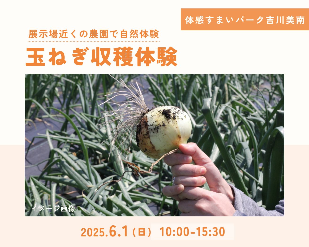 【吉川美南】わくわく!玉ねぎ収穫体験&プレゼント!の画像