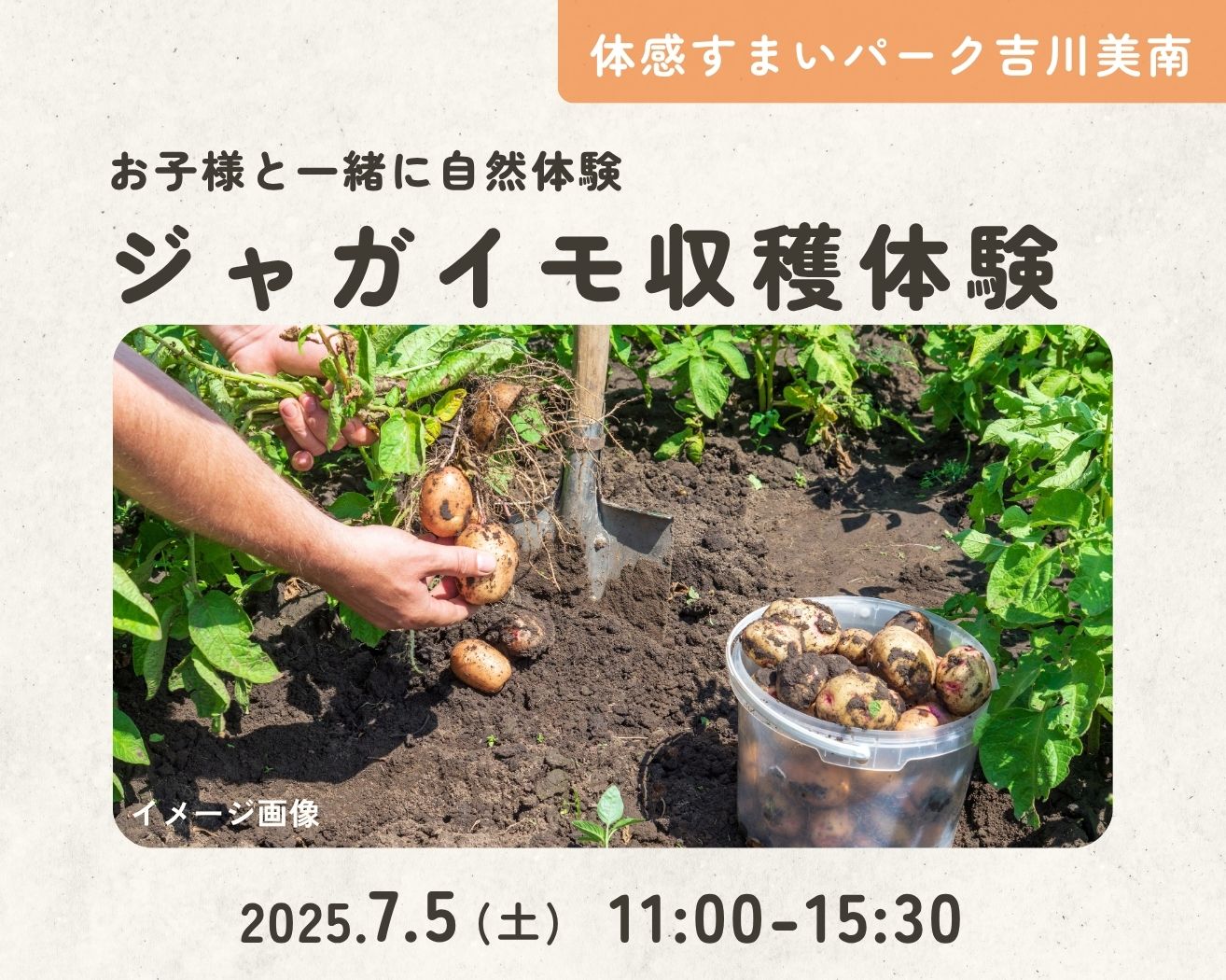【吉川美南】わくわく!ジャガイモ収穫体験&プレゼント!の画像