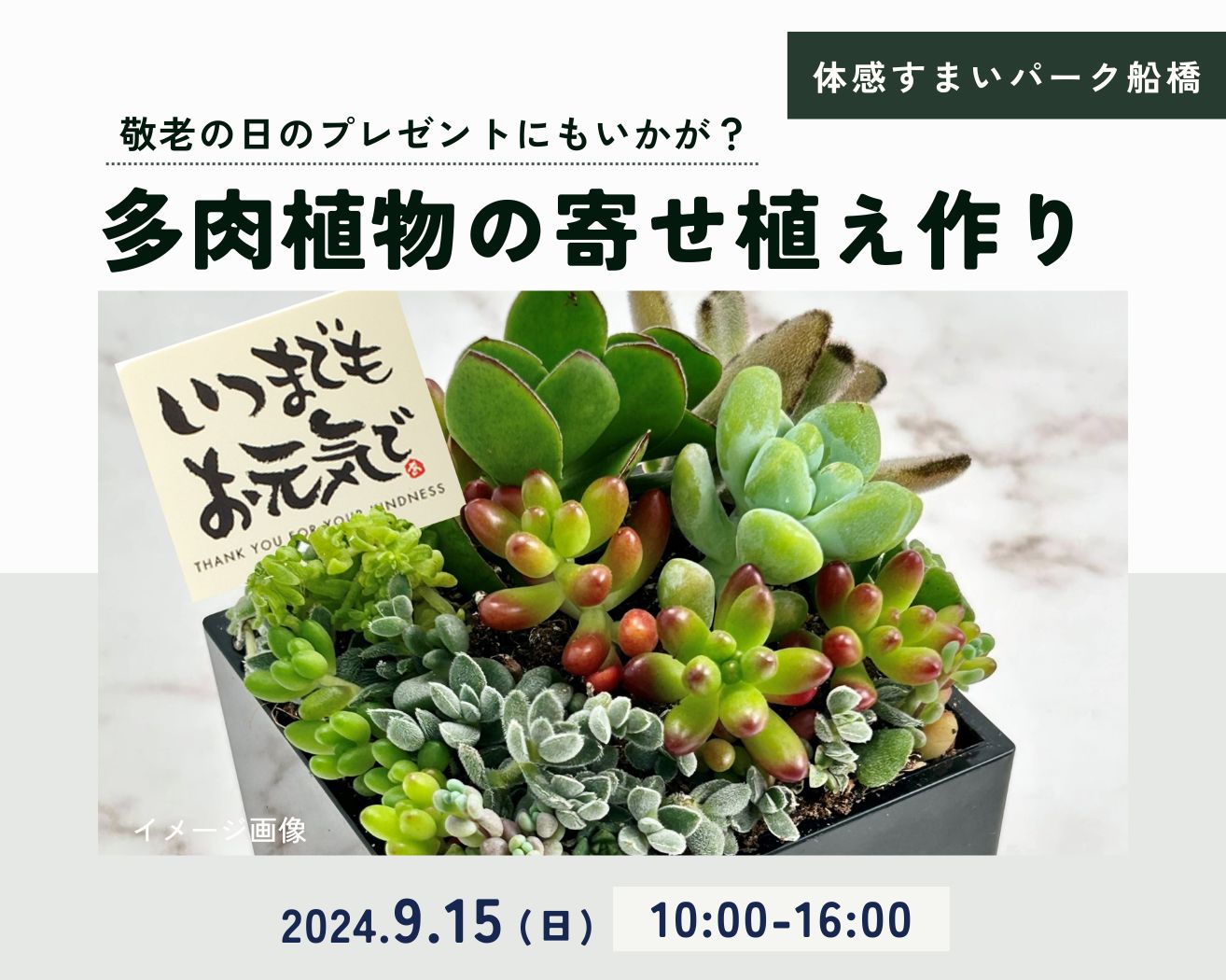 【船橋】多肉植物の寄せ植え作りの画像