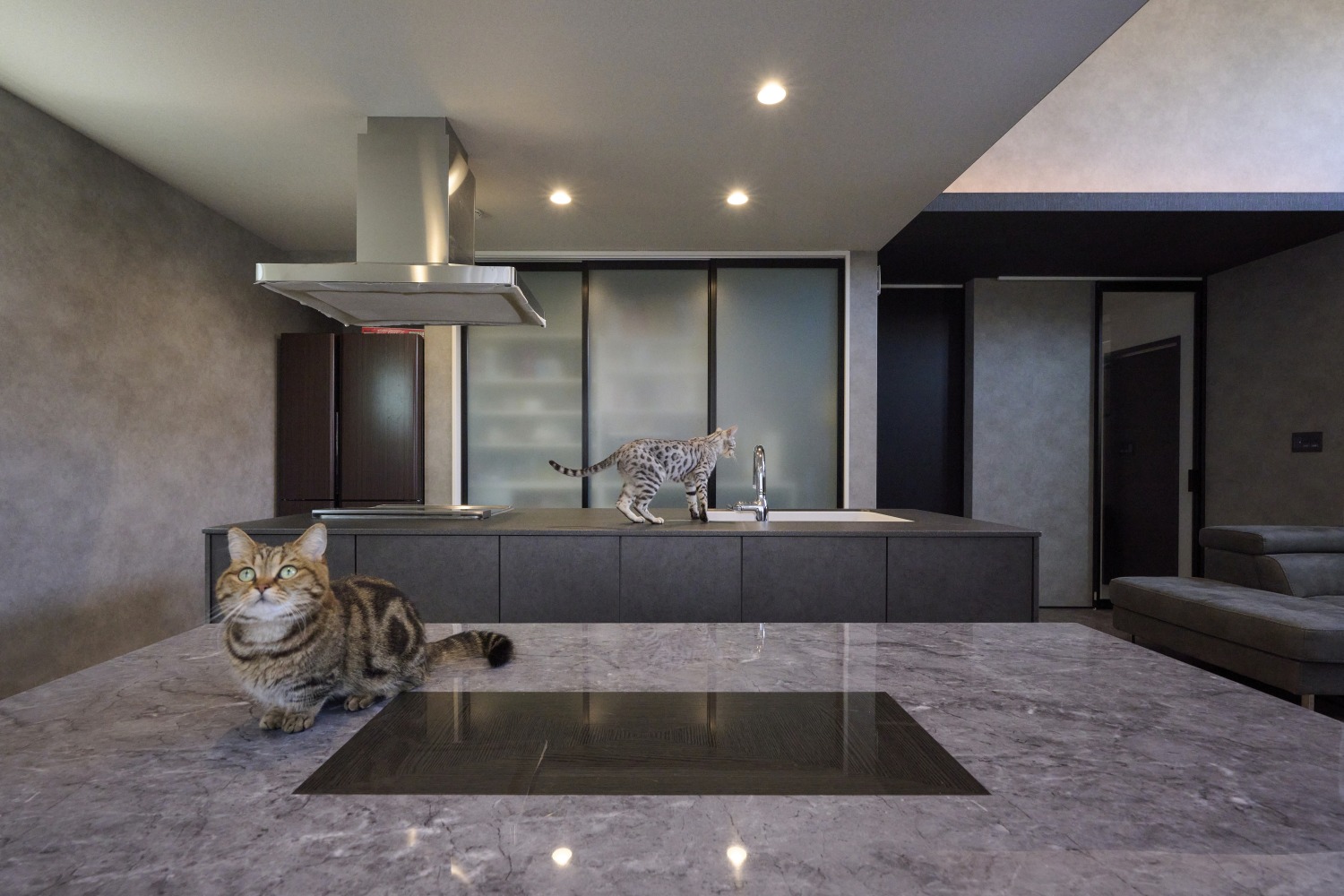 ペットと暮らすホテルライクな住まいの画像