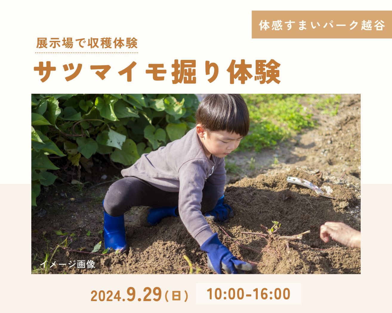 【越谷】≪先着16組≫サツマイモ掘り体験の画像