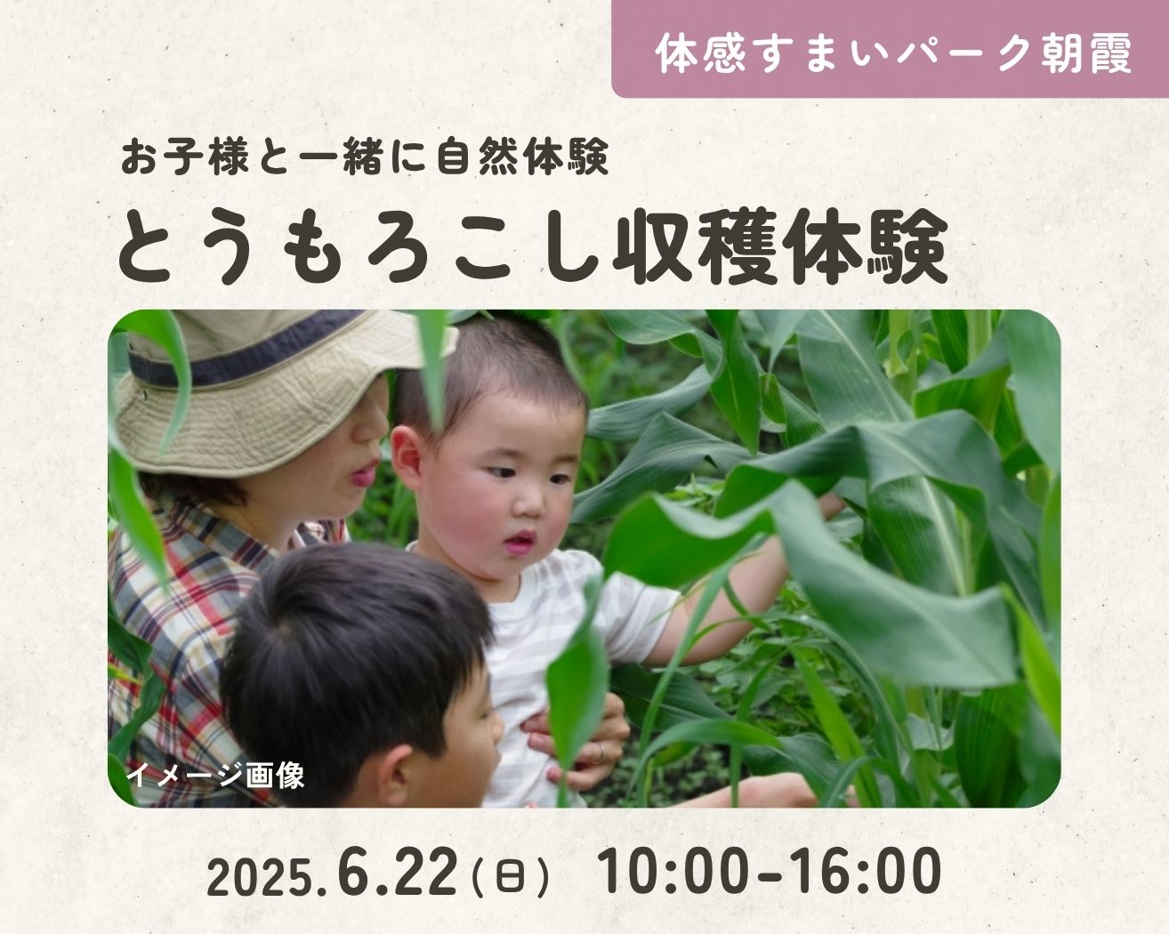 【朝霞】わくわく！とうもろこし収穫体験をしませんか？の画像