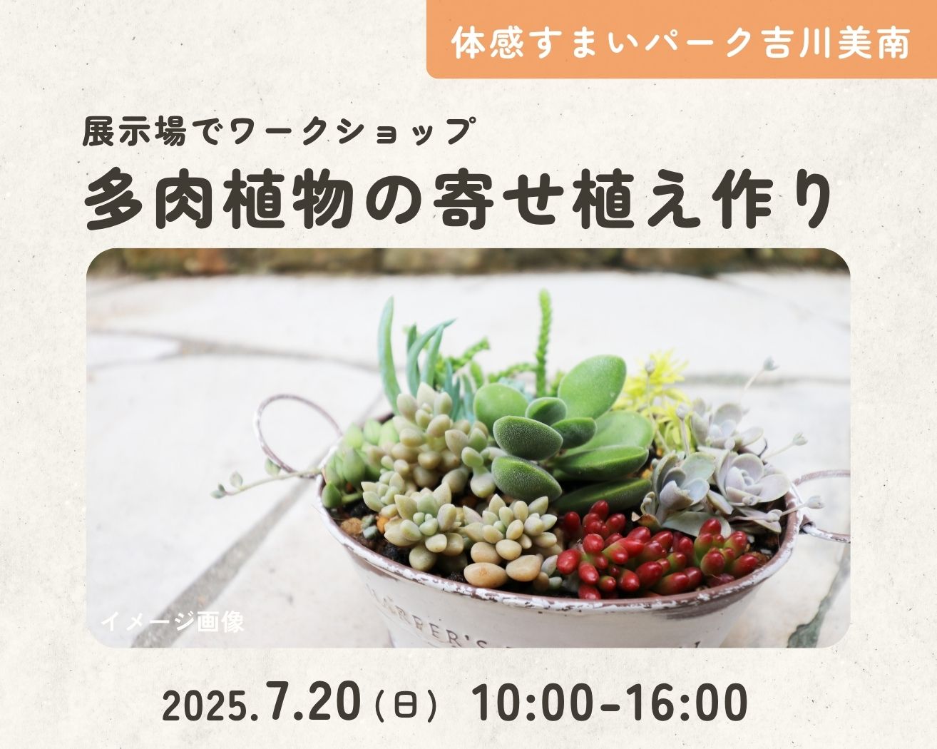 【吉川美南】多肉植物の寄せ植え作りの画像