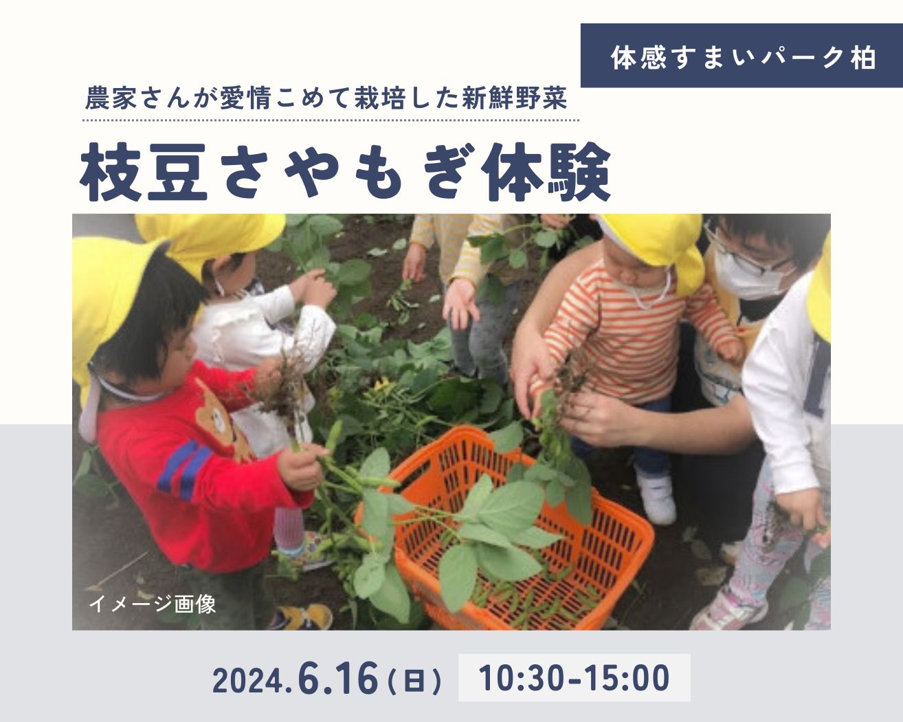 【柏】枝豆さやもぎ体験☆各回3組限定☆の画像
